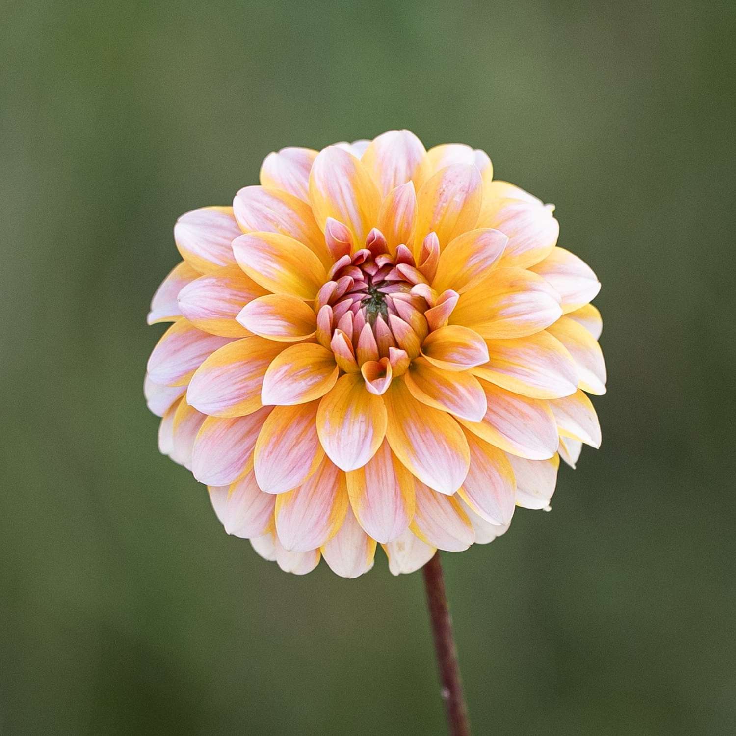 Daalia 'Peaches & Vanilla'
